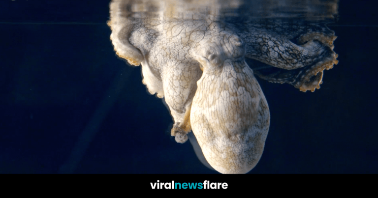VNF Blog Header Template (3)
