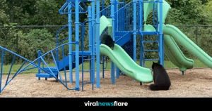 VNF Blog Header Template (1)