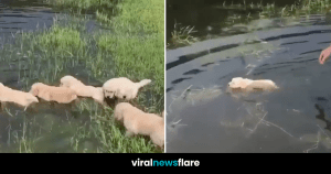 VNF Blog Header Template (13)