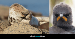 VNF Blog Header Template-6