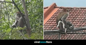 VNF Blog Header Template-8