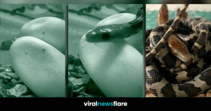 VNF Blog Header Template (20)