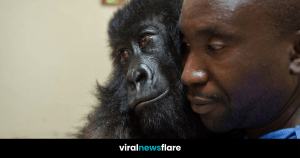man cuddling gorilla