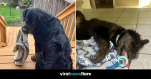 VNF Blog Header Template (29)