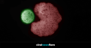 VNF Blog Header Template (10)