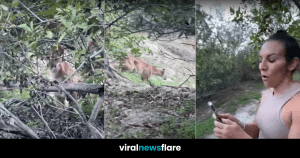 VNF Blog Header Template