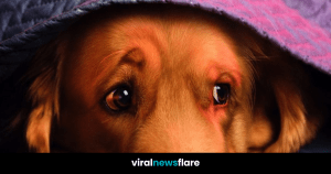 VNF Blog Header Template (36)