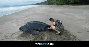 VNF Blog Header Template (6)