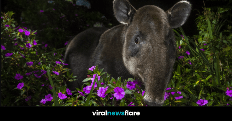 VNF Blog Header Template (15)