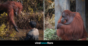 VNF Blog Header Template (45)