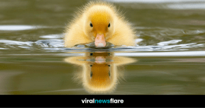 VNF Blog Header Template (47)