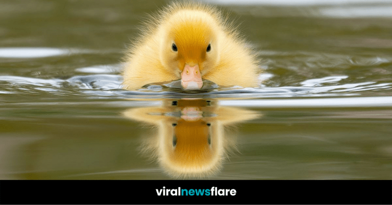 VNF Blog Header Template (47)