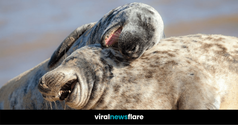 animals laugh