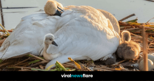 VNF Blog Header Template (54)