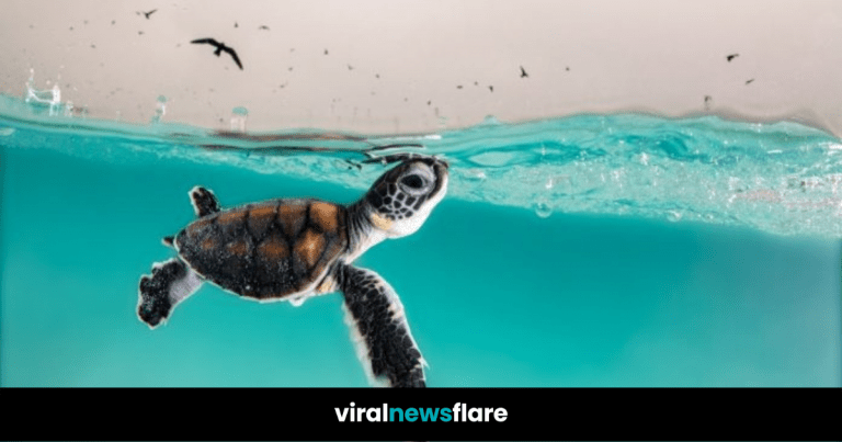 VNF Blog Header Template (60)