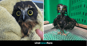 VNF Blog Header Template (61)