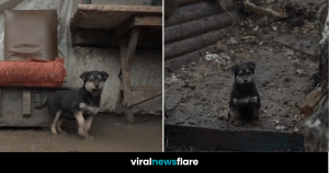 VNF Blog Header Template (66)