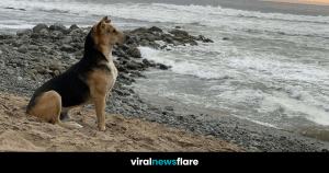 VNF Blog Header Template (69)