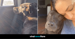 VNF Blog Header Template (71)