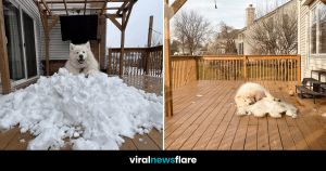 VNF Blog Header Template (75)