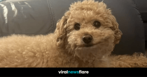 VNF Blog Header Template (77)