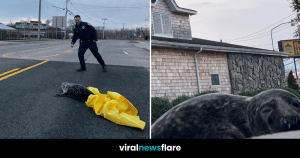 VNF Blog Header Template (11)