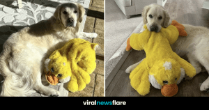 VNF Blog Header Template (12)