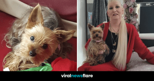 VNF Blog Header Template (13)