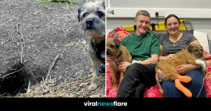 VNF Blog Header Template (17)