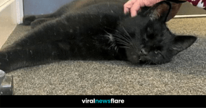 VNF Blog Header Template (21)