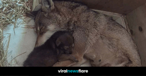 VNF Blog Header Template (94)