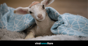 VNF Blog Header Template (34)