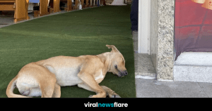 VNF Blog Header Template (45)