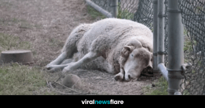 VNF Blog Header Template (49)