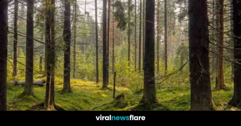 Can You Spot the Hidden Frog in 5 Seconds? Only 1% of People Can!