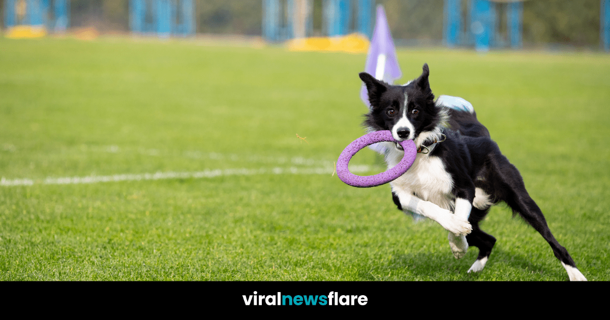 "Frisbee Dog Steals Show at Basketball Game by Pooping on Court, Spectators Cheer in Amusement