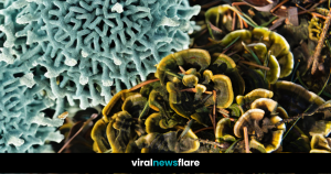 First recorded case of a human being infected by a fungus.