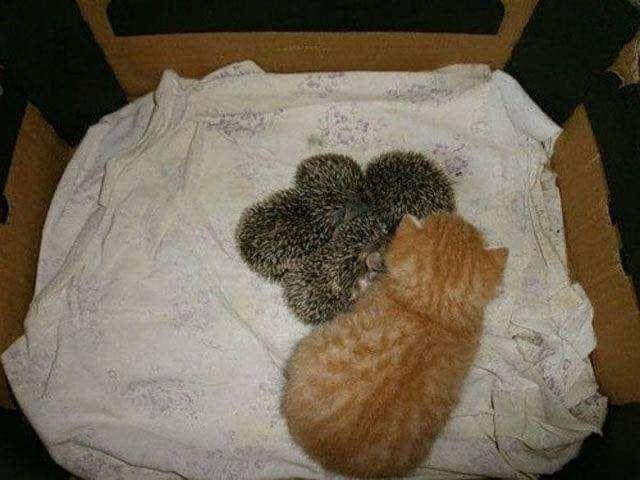Cat Adopts Four Baby Hedgehogs