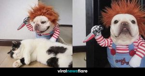 Chucky's Canine Counterpart