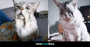 30-Year-Old Feline