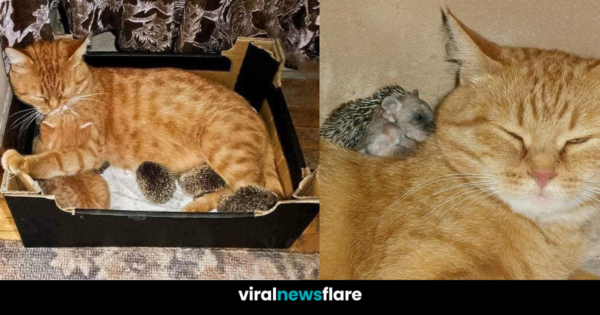 Cat Adopts Four Baby Hedgehogs