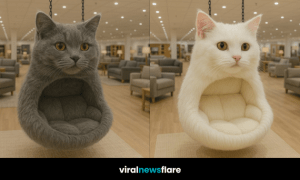 Collection of cat-shaped hanging pod chairs in various colours displayed in a luxury furniture showroom