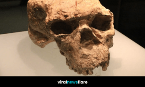Ancient million-year-old skull fossil that scientists say could rewrite the timeline of human evolution