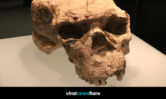 Ancient million-year-old skull fossil that scientists say could rewrite the timeline of human evolution